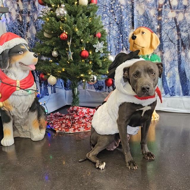 RIDA, Adoptable, Adult Female Pit Bull Terrier & Mixed Breed.