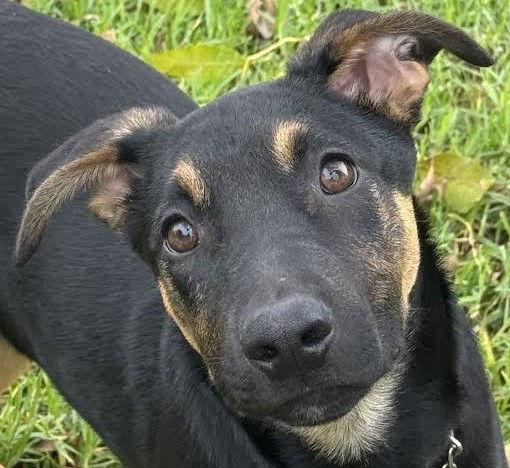 Enlarge Ethan, a Adoptable German Shepherd Dog in Irvine, CA image 1/3