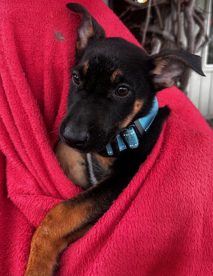 Ethan, Adoptable, Young Male German Shepherd Dog.