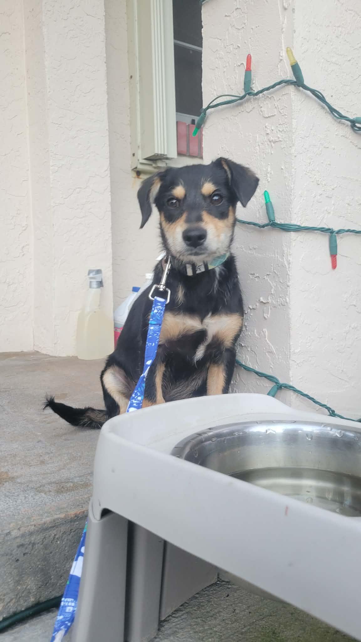 Maple, adoptable, Puppy Male Chiweenie & Tibetan Spaniel.