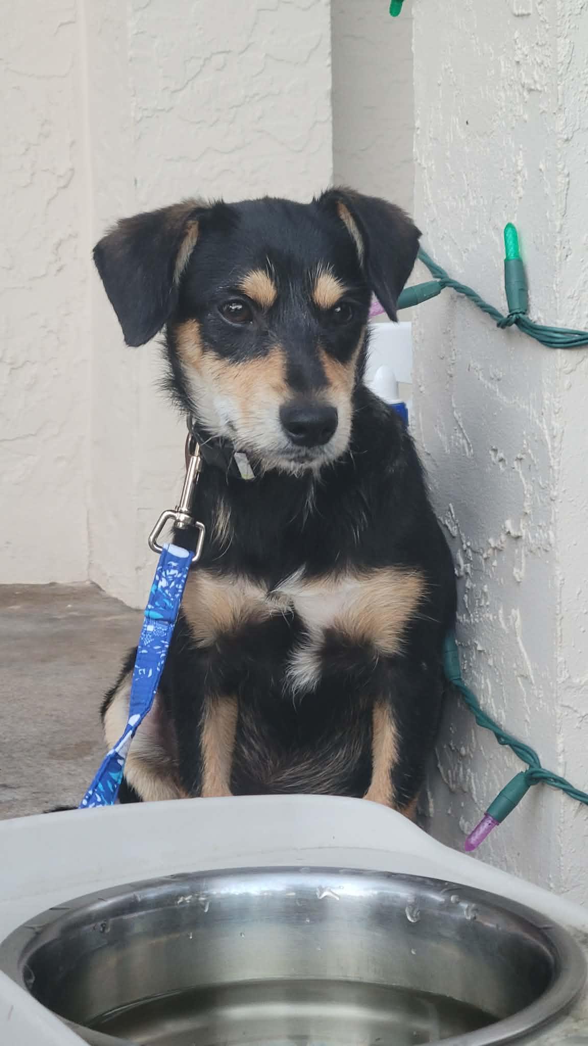 Enlarge Maple, an adoptable mixed breed in Loxahatchee, FL image 2/2