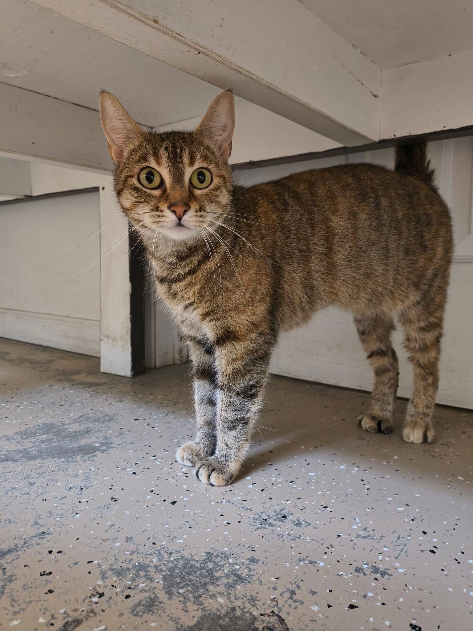 Mocha, ADOPTABLE, Young Female Domestic Short Hair.