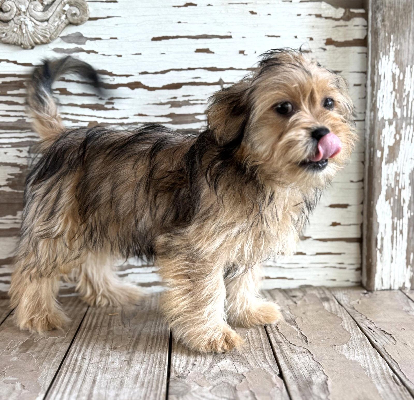 Nathalie's Balto TX, Adopted, Puppy Male Terrier.