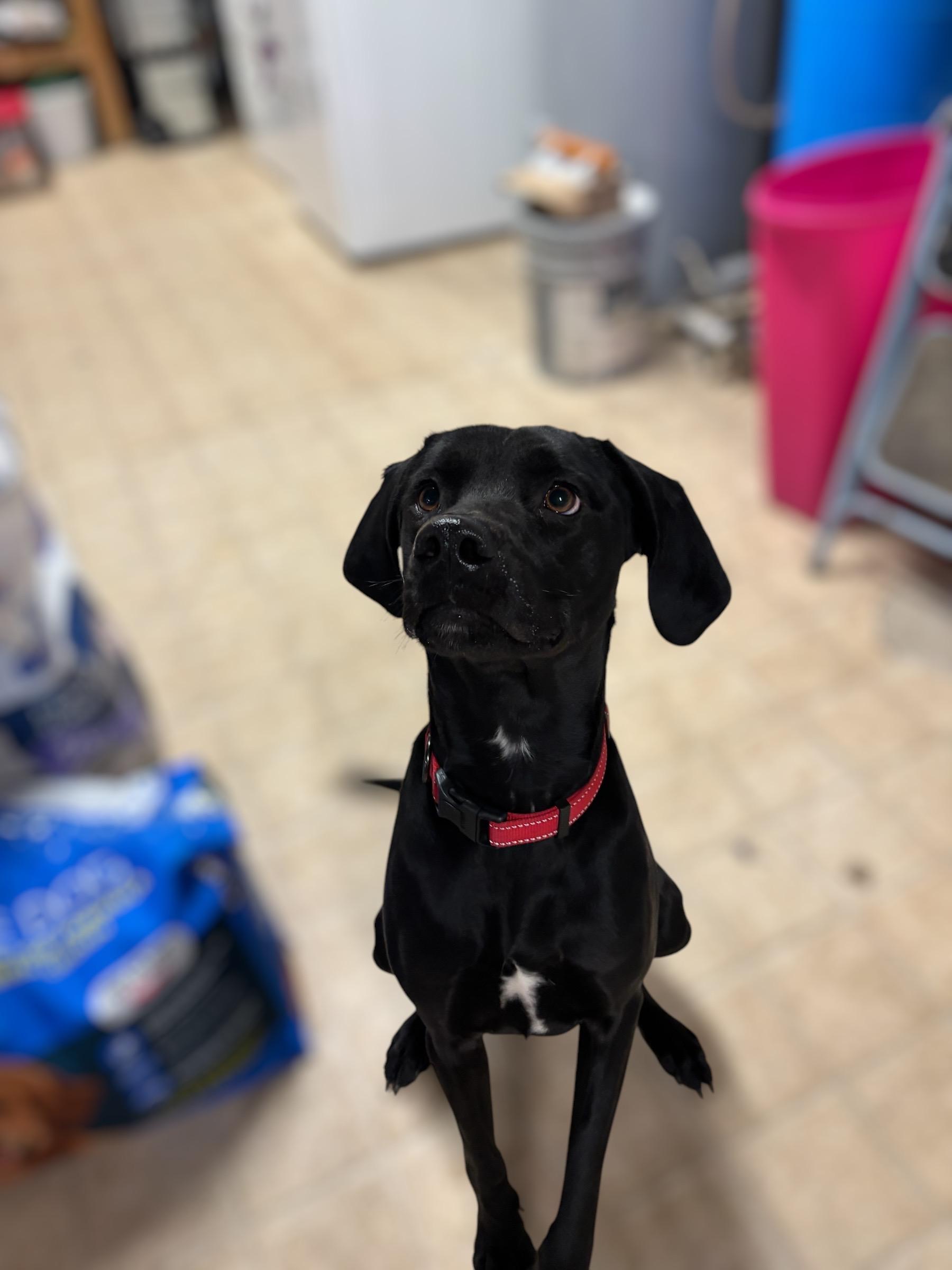 Elvis, Adopted, Young Male Pointer & Labrador Retriever.