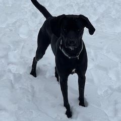 Enlarge Elvis, a Adopted mixed breed in Front Royal, VA image 2/2