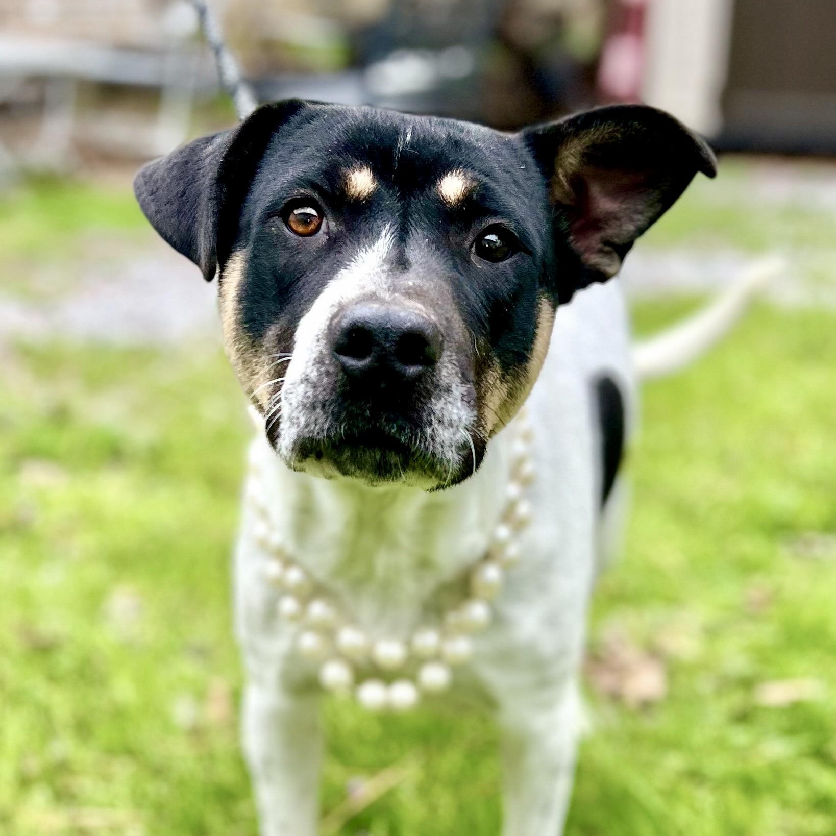 EVELYN - ARRIVING IN MAINE BEGINNING OF SEPTEMBER, an adoptable Mixed Breed in Berwick, ME, 03901 | Photo Image 1