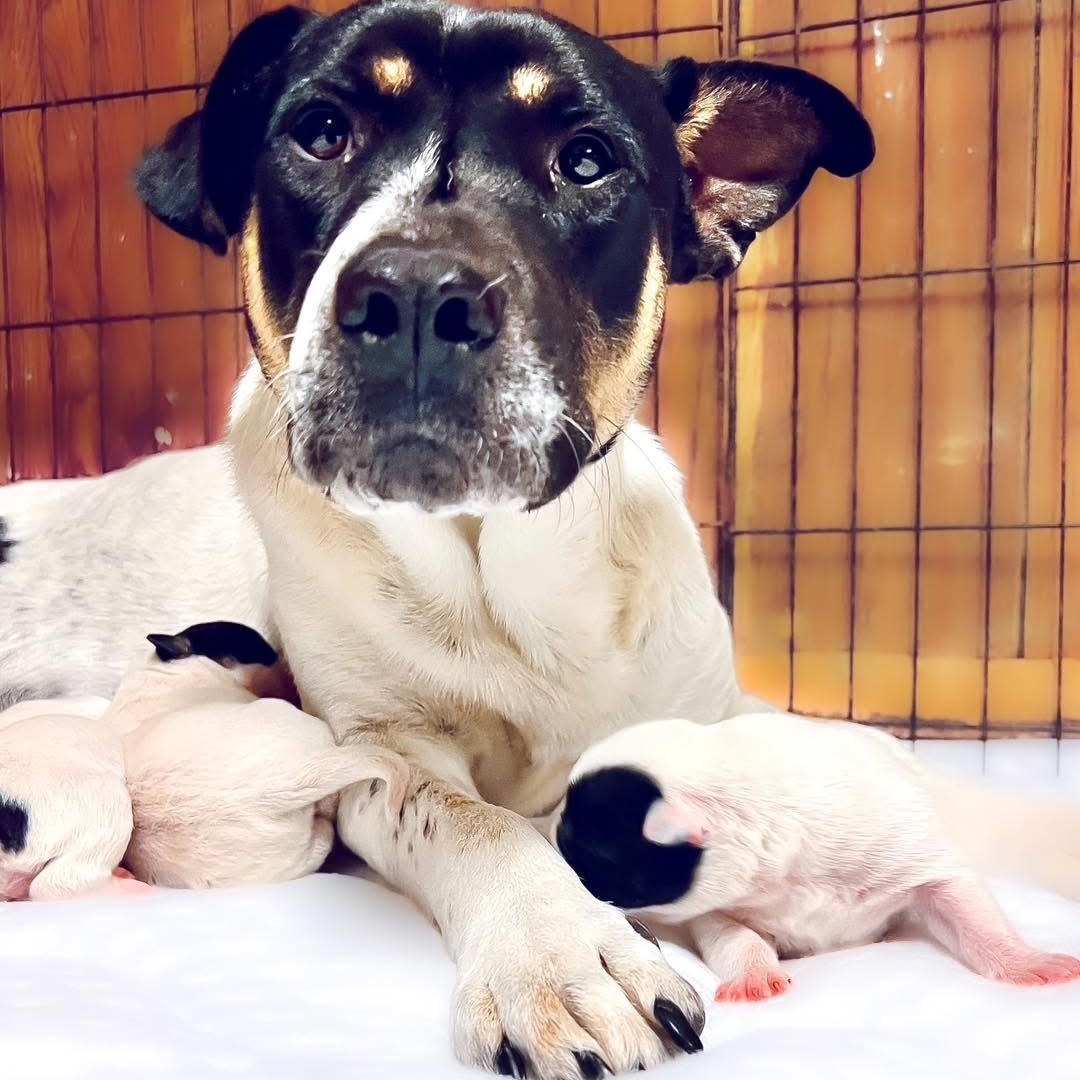 EVELYN - ARRIVING IN MAINE BEGINNING OF SEPTEMBER, an adoptable Mixed Breed in Berwick, ME, 03901 | Photo Image 4