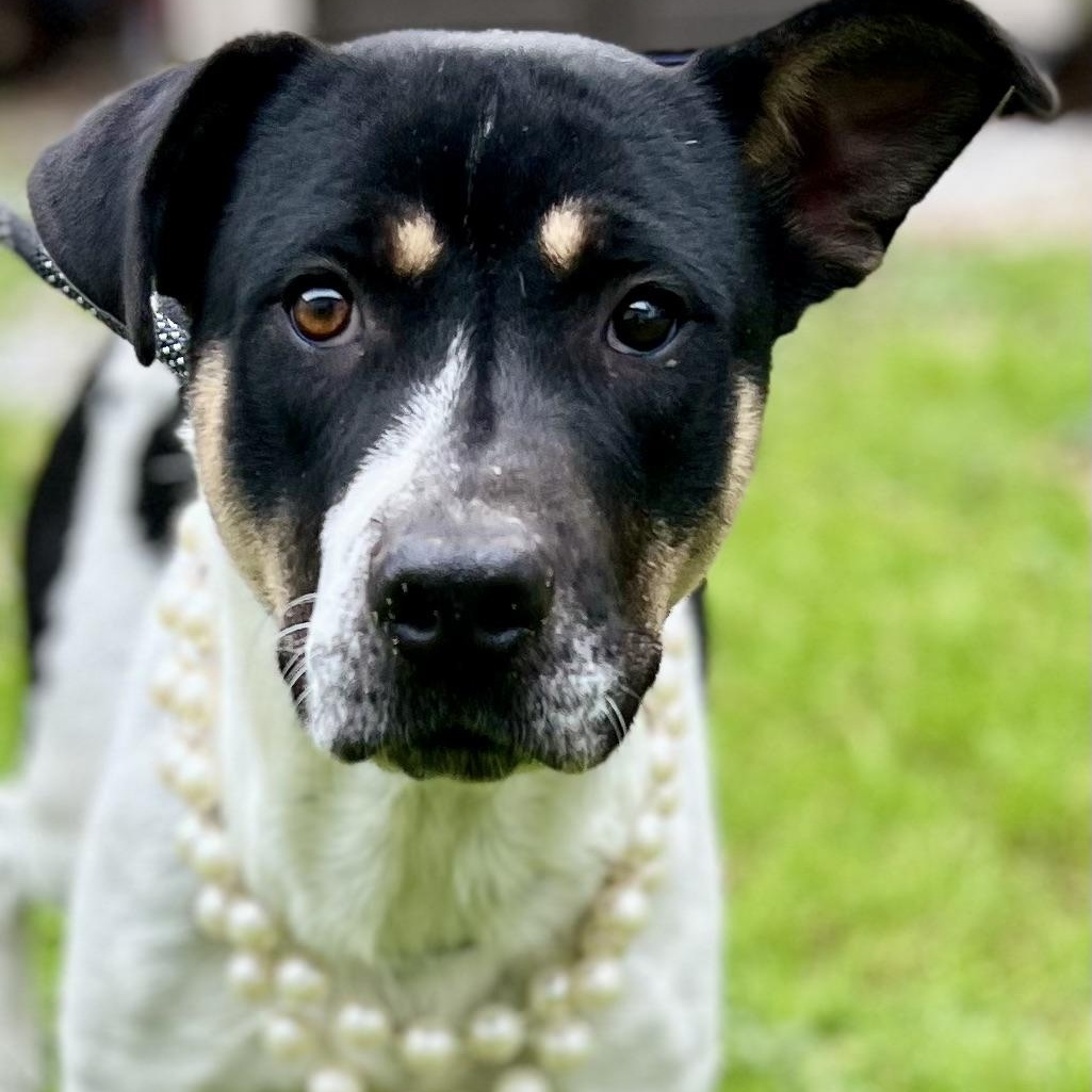 EVELYN - ARRIVING IN MAINE BEGINNING OF SEPTEMBER, an adoptable Mixed Breed in Berwick, ME, 03901 | Photo Image 3