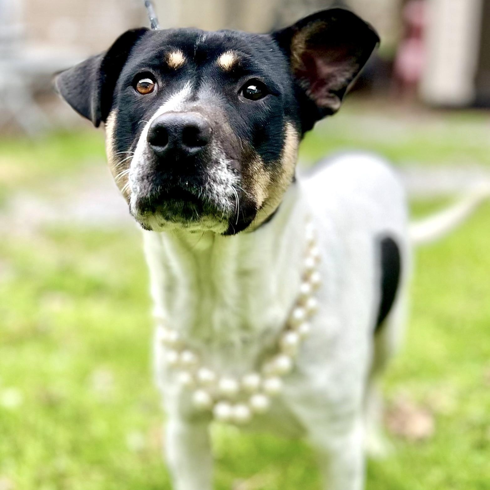 EVELYN - ARRIVING IN MAINE BEGINNING OF SEPTEMBER, an adoptable Mixed Breed in Berwick, ME, 03901 | Photo Image 2