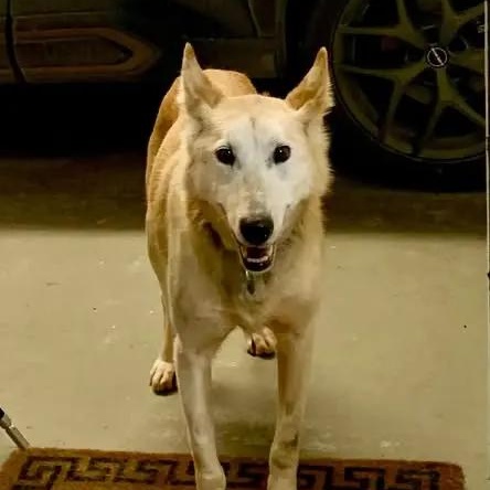 Adiga, ADOPTABLE, Senior Female Husky.