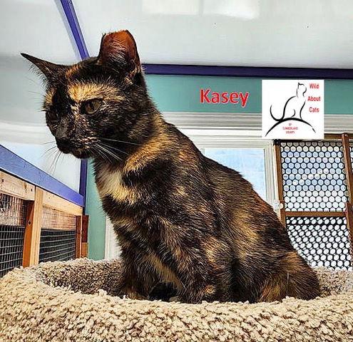 Kasey, Adoptable, Young Female Domestic Short Hair.