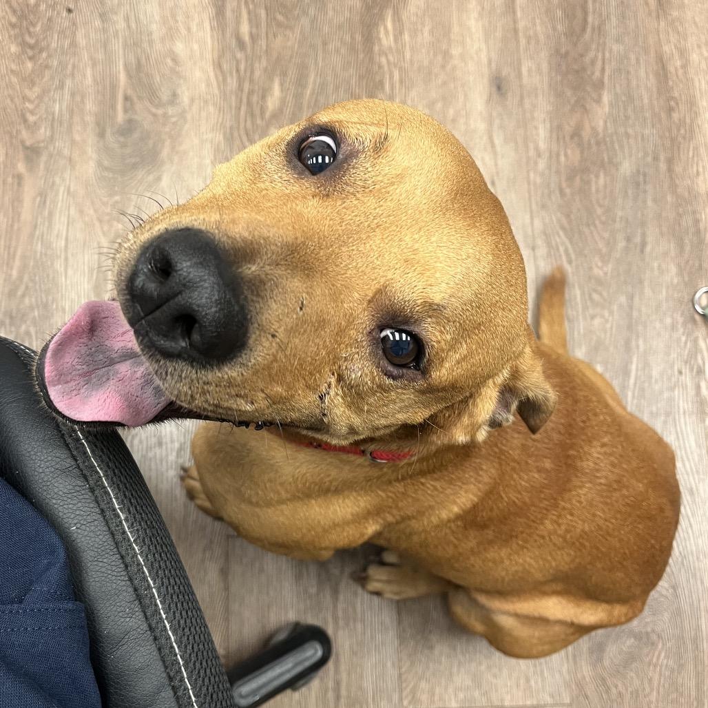 Cilo, Adoptable, Young Male Terrier & Mixed Breed.