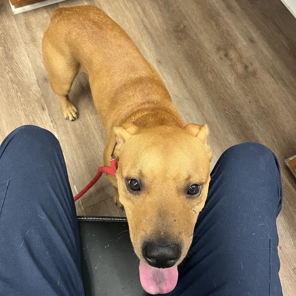 Enlarge Cilo, a Adoptable mixed breed in Morganfield, KY image 2/3