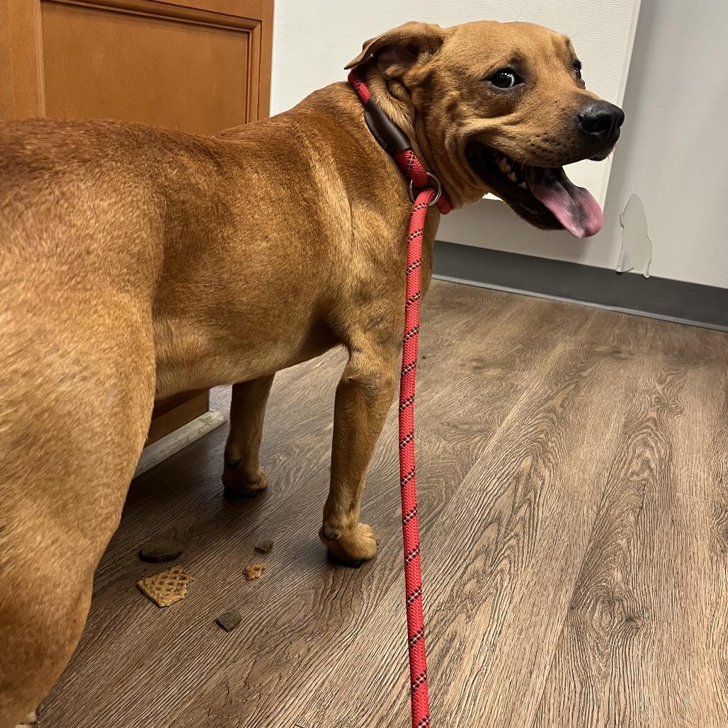 Enlarge Cilo, a Adoptable mixed breed in Morganfield, KY image 3/3