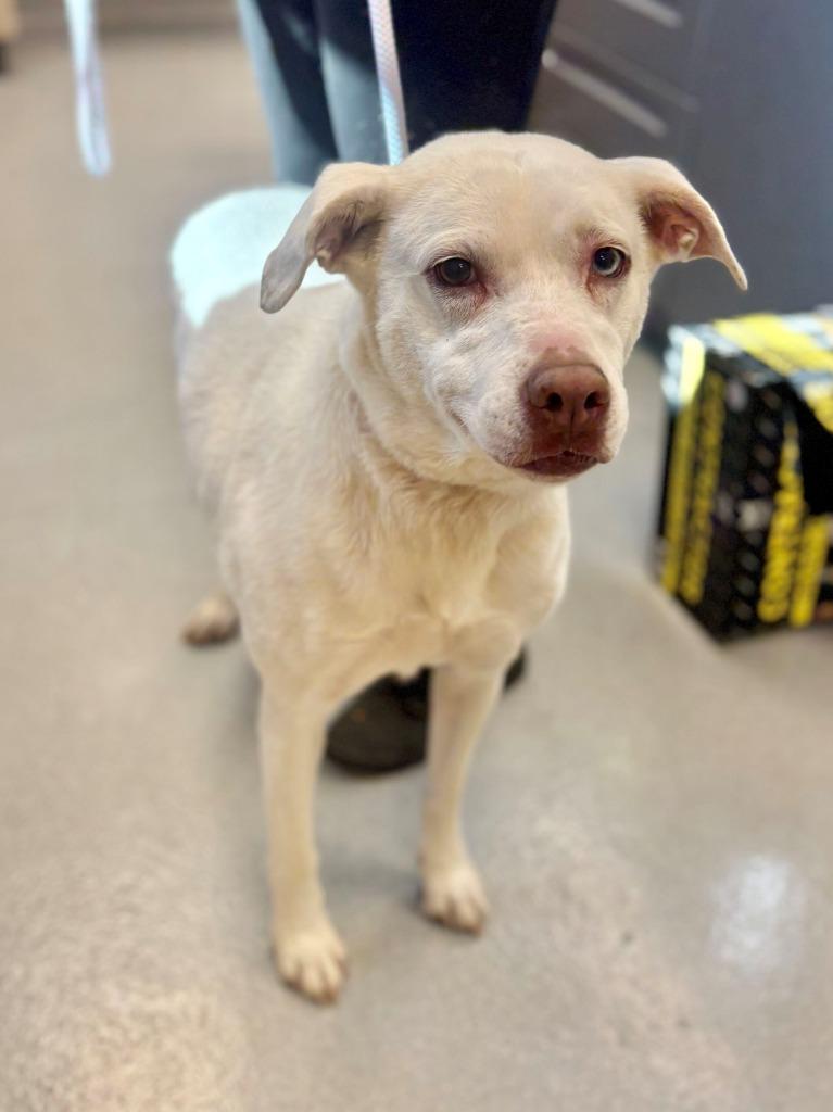 Alice in Chains, Adopted, Adult Female Mixed Breed.