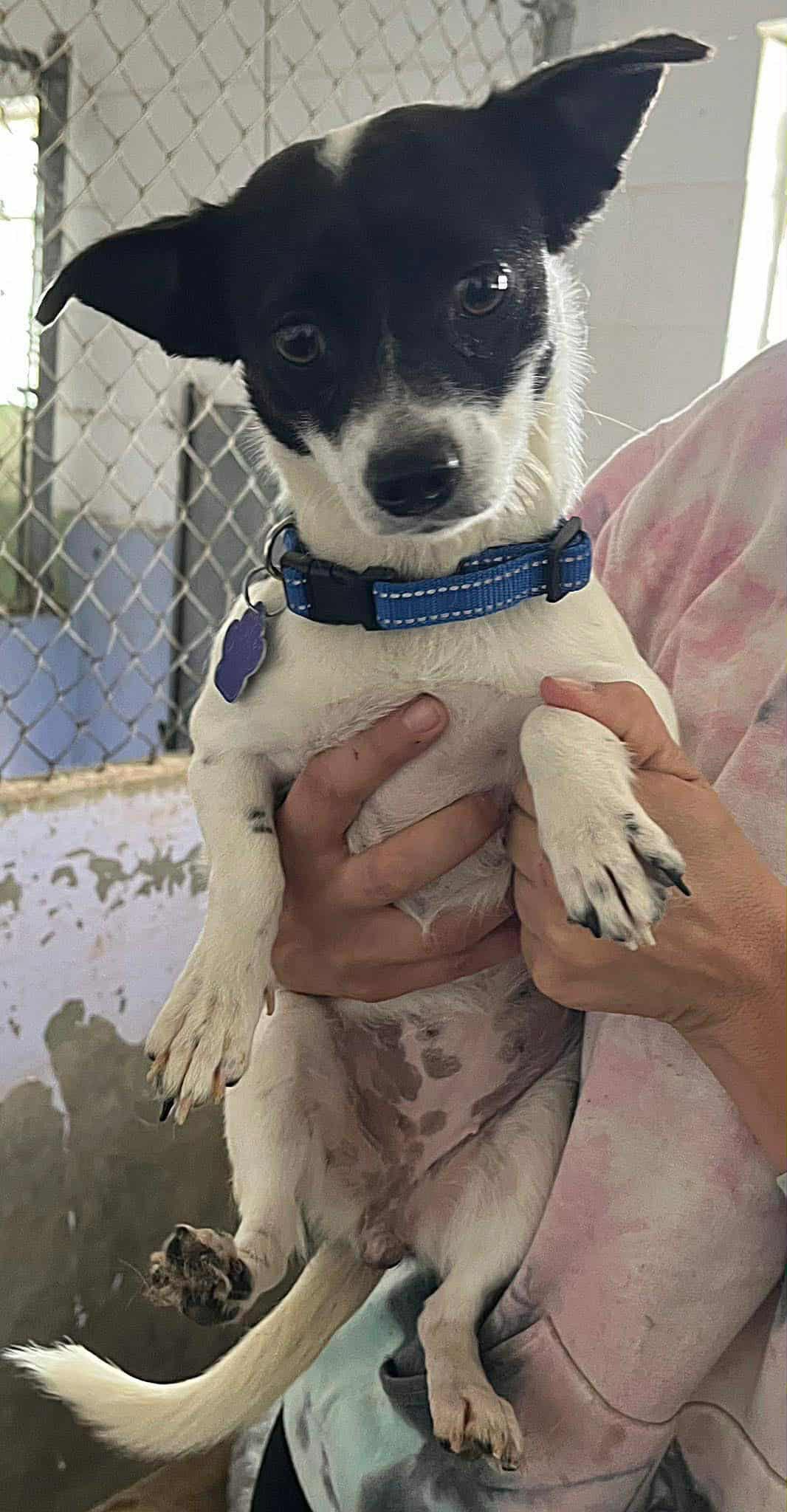 Enlarge Sweety, a Adoptable mixed breed in Denver, CO image 2/3