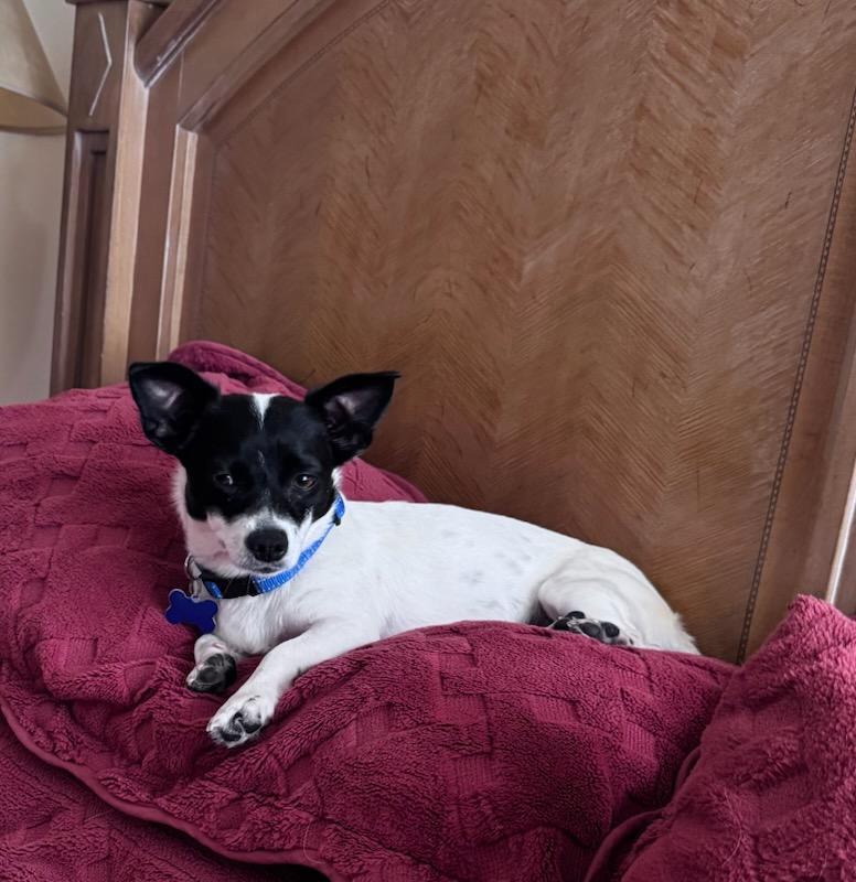 Enlarge Sweety, a Adoptable mixed breed in Denver, CO image 3/3