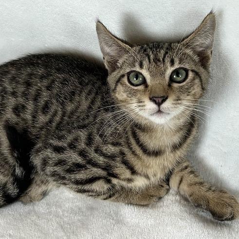 Atlas, Adoptable, Kitten Male Domestic Short Hair.