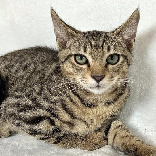 Enlarge Atlas, a Adoptable Domestic Short Hair in Johnson City, TN image 2/6