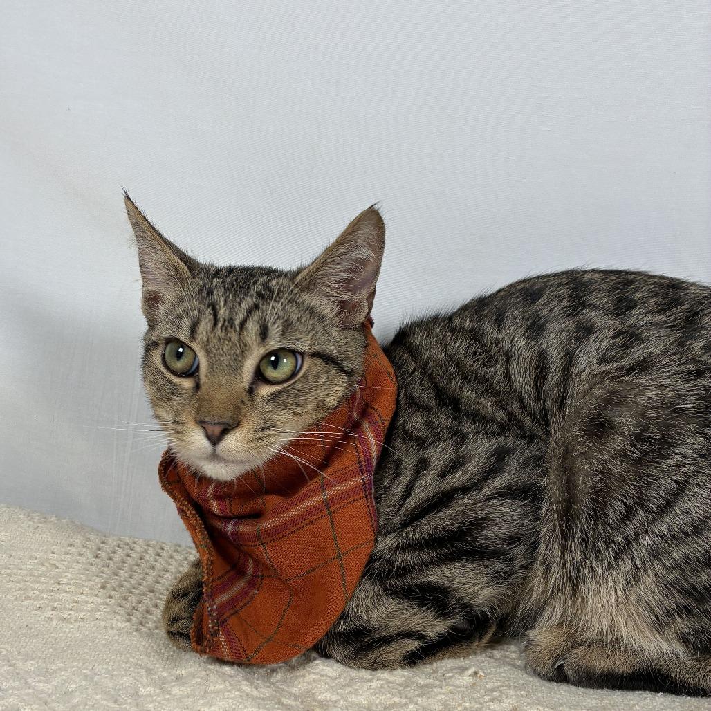 Enlarge Atlas, a Adoptable Domestic Short Hair in Johnson City, TN image 3/6