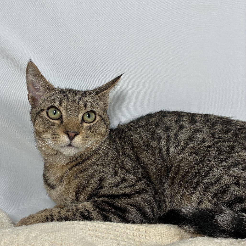 Enlarge Atlas, a Adoptable Domestic Short Hair in Johnson City, TN image 4/6