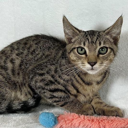 Enlarge Atlas, a Adoptable Domestic Short Hair in Johnson City, TN image 5/6