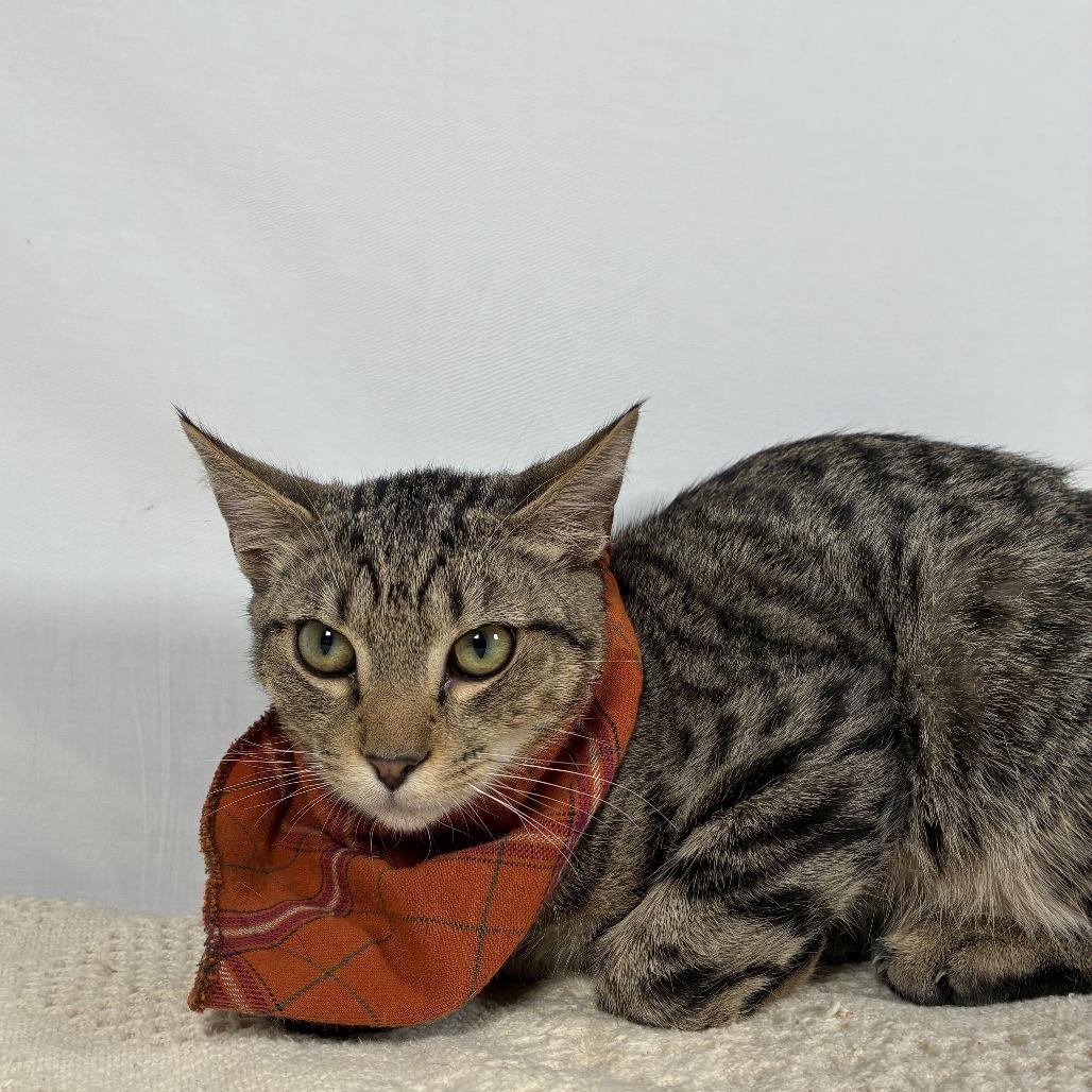Enlarge Atlas, a Adoptable Domestic Short Hair in Johnson City, TN image 6/6