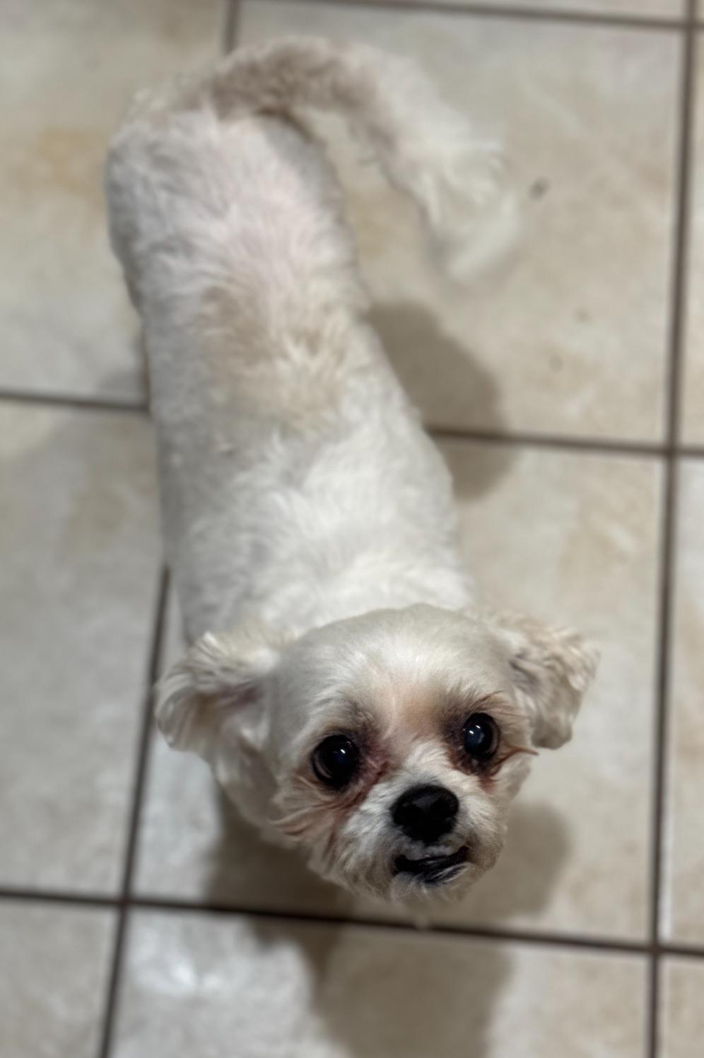 ODIE, an adoptable Maltese, Poodle in Grand Prairie, TX, 75050 | Photo Image 2