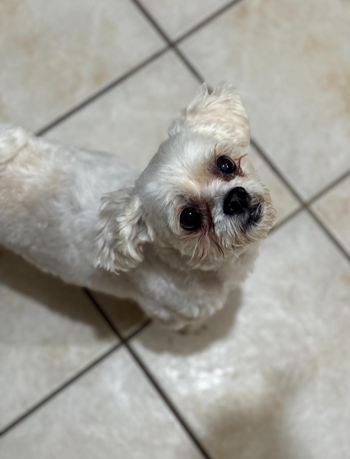 ODIE, an adoptable Maltese, Poodle in Grand Prairie, TX, 75050 | Photo Image 3