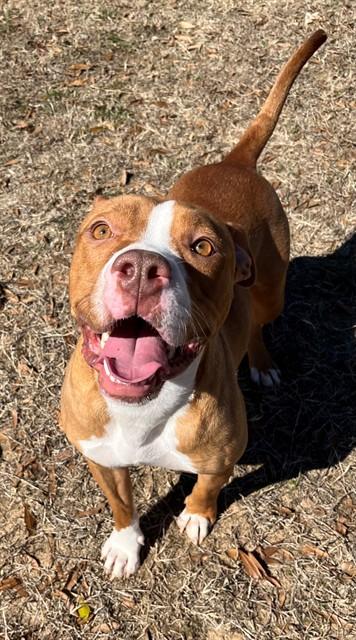 Enlarge NUTMEG, a Adoptable Pit Bull Terrier in Augusta, GA image 1/1