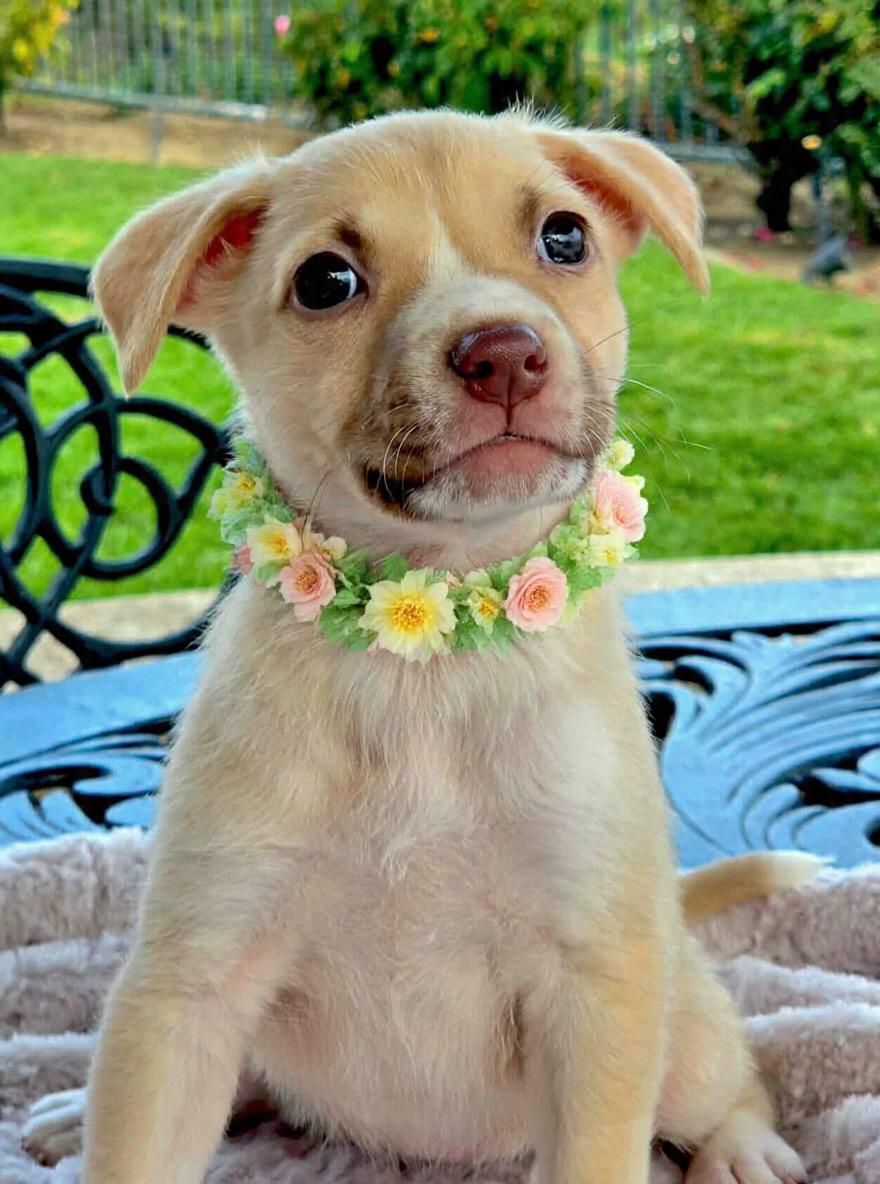 Santos, ADOPTABLE, Puppy Female Australian Cattle Dog / Blue Heeler & Pit Bull Terrier.