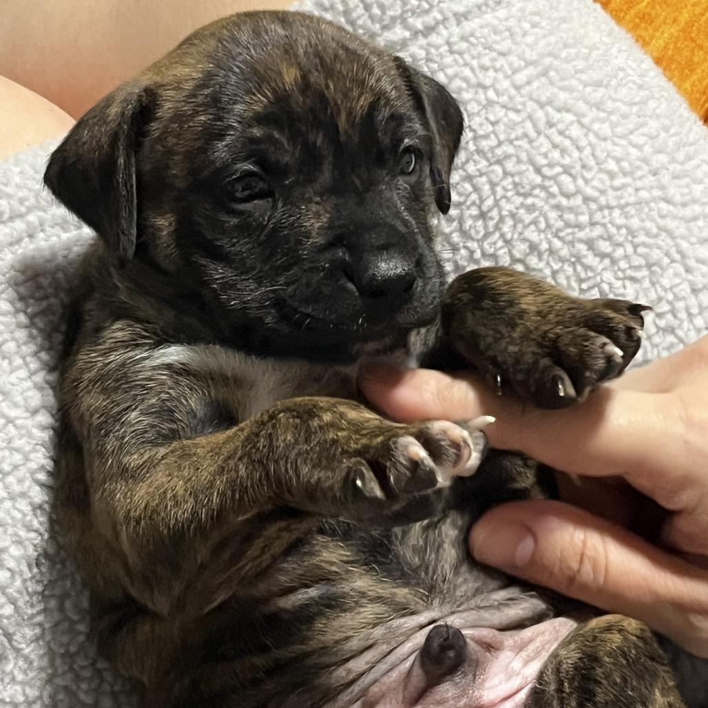 Enlarge Mushu, a Adoptable mixed breed in Austell, GA image 1/6