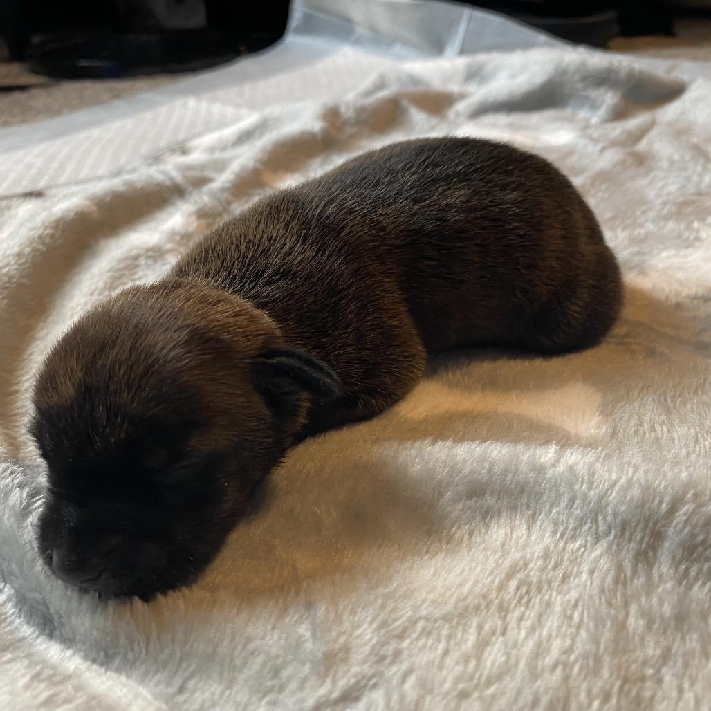 Enlarge Mushu, a Adoptable mixed breed in Austell, GA image 2/6