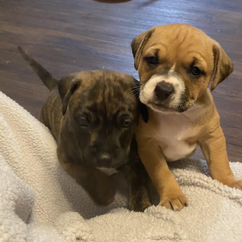 Enlarge Mushu, a Adoptable mixed breed in Austell, GA image 3/6