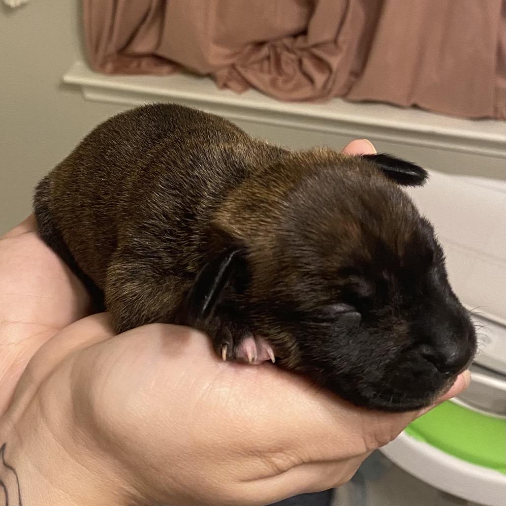 Enlarge Mushu, a Adoptable mixed breed in Austell, GA image 4/6