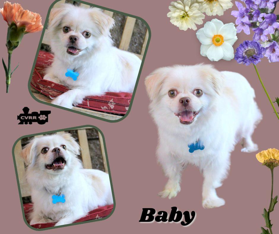 Baby (Ritzy), Adoptable, Adult Female Pekingese.