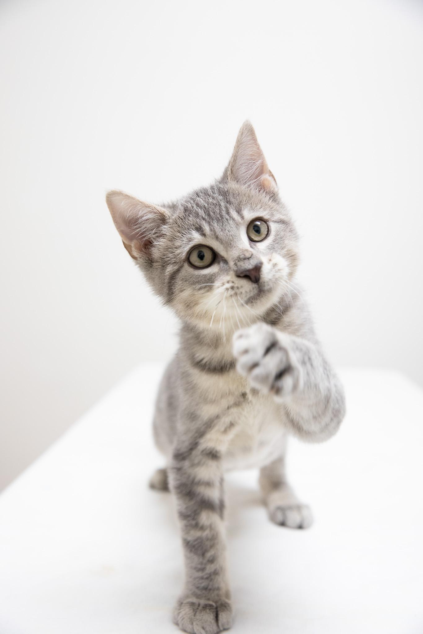 McMittens, an adopted Domestic Short Hair in Montclair, NJ image 2/6