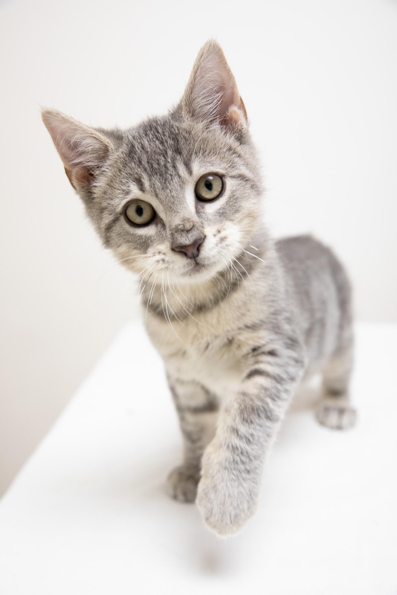 McMittens, an adopted Domestic Short Hair in Montclair, NJ image 6/6