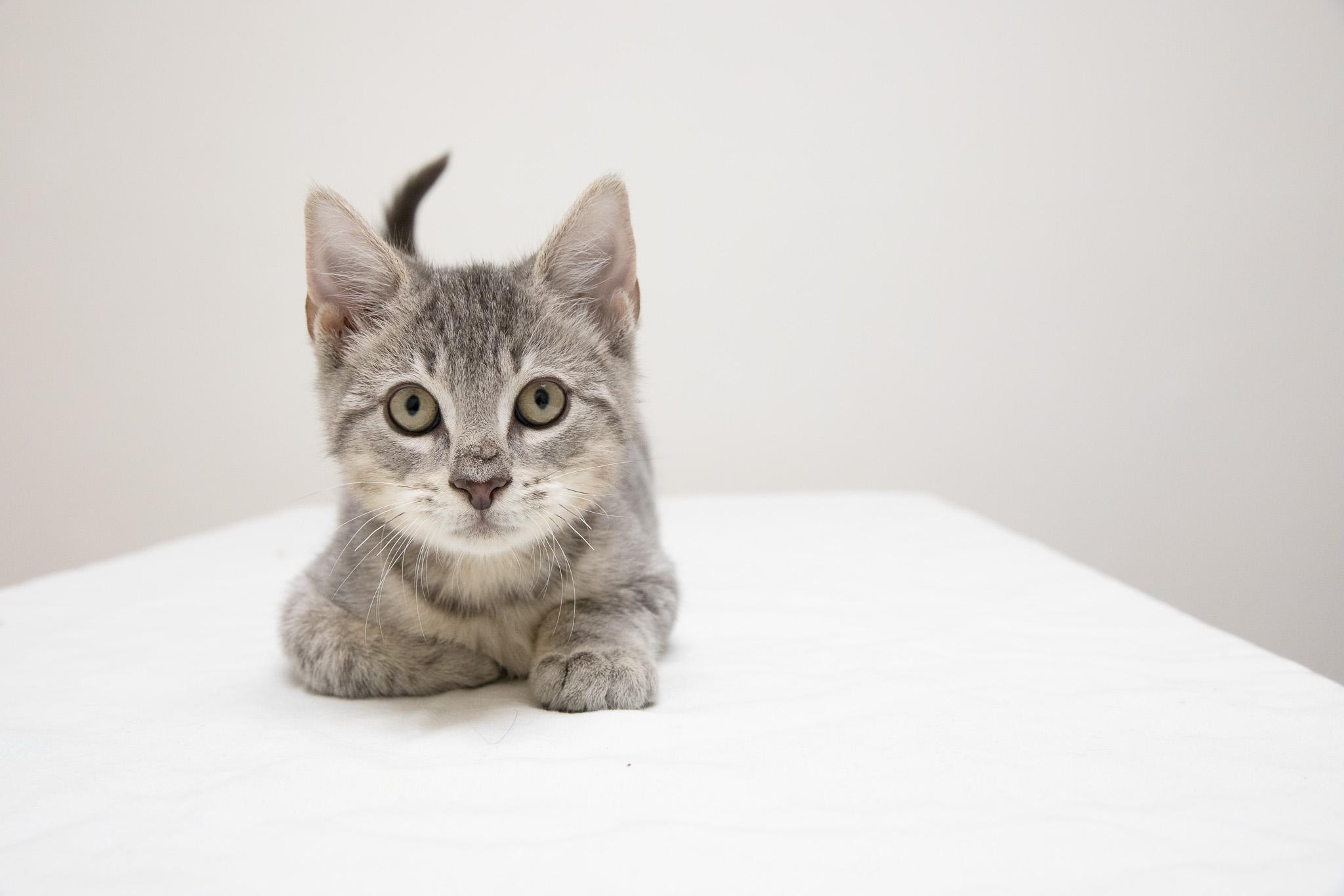 McMittens, adopted, Kitten Male Domestic Short Hair.