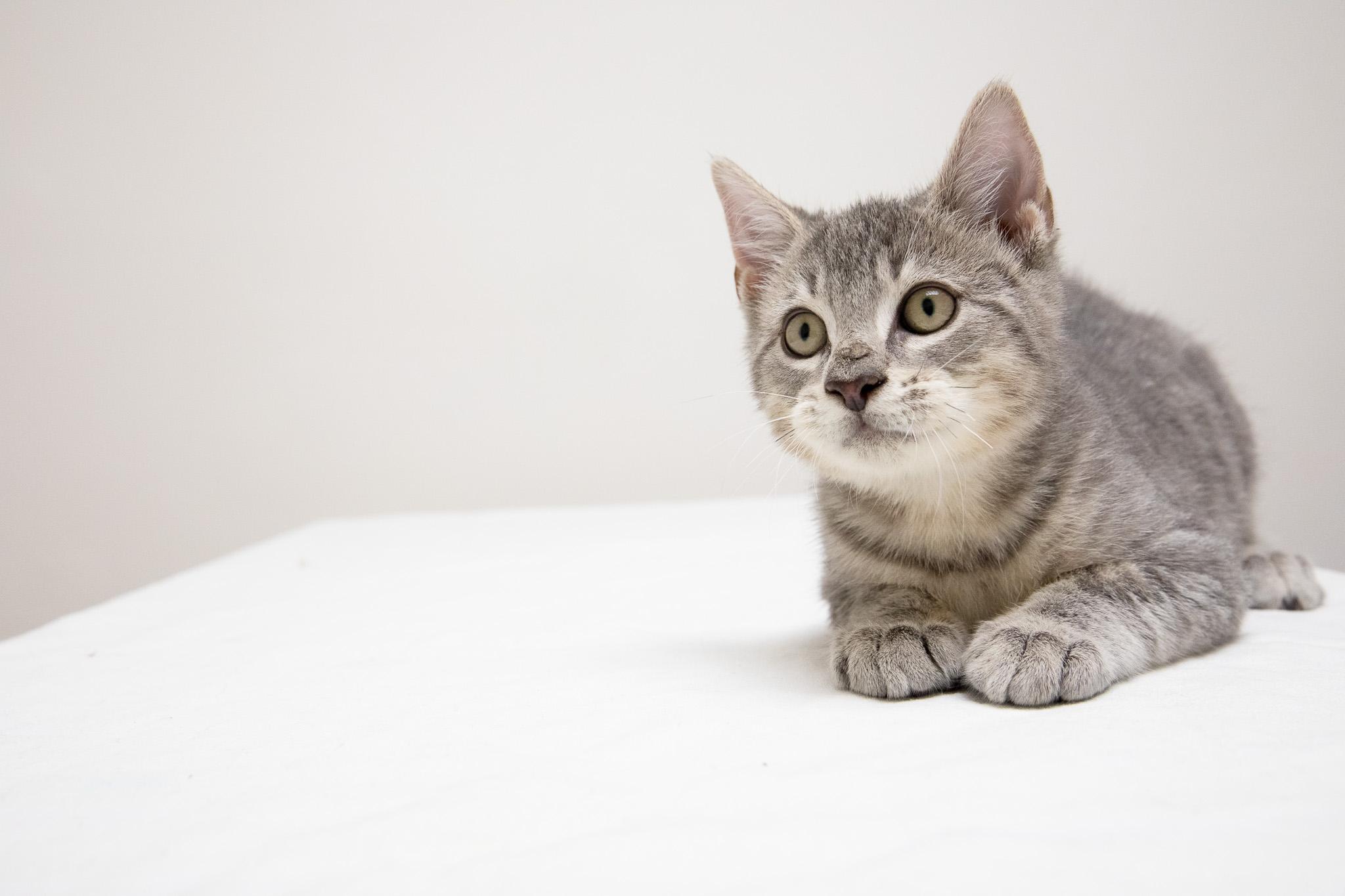 McMittens, an adopted Domestic Short Hair in Montclair, NJ image 5/6