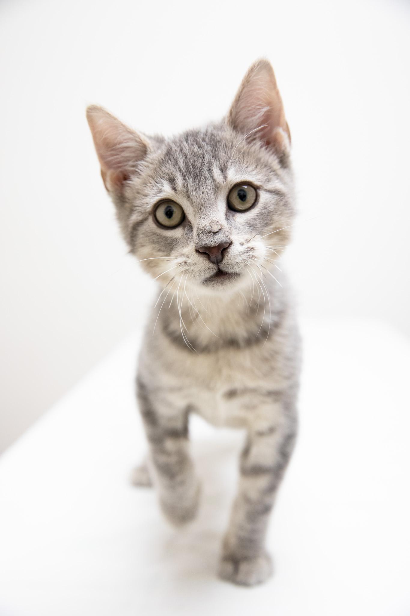 McMittens, an adopted Domestic Short Hair in Montclair, NJ image 4/6