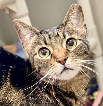 Darlgi, Adoptable, Senior Female Domestic Short Hair & Domestic Short Hair.