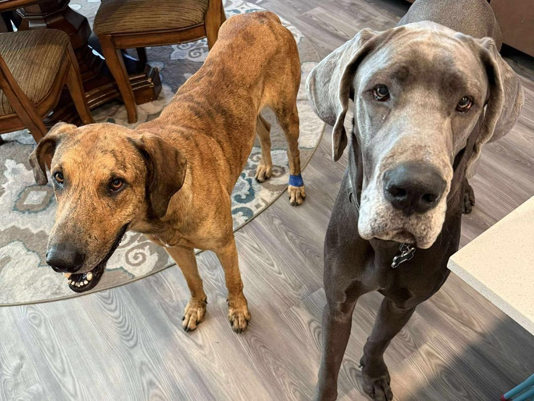 Ember, a Adoptable Great Dane in Granbury, TX image 3/6