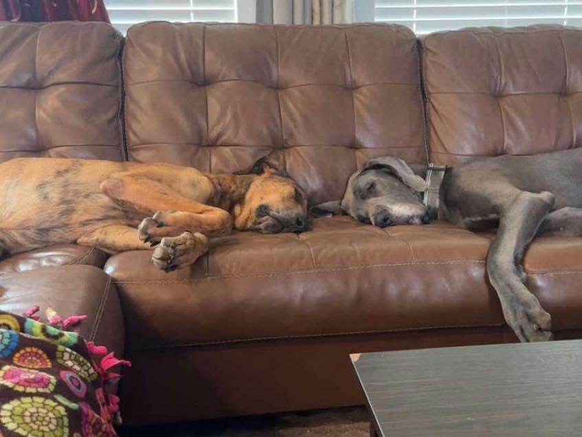 Ember, a Adoptable Great Dane in Granbury, TX image 5/6