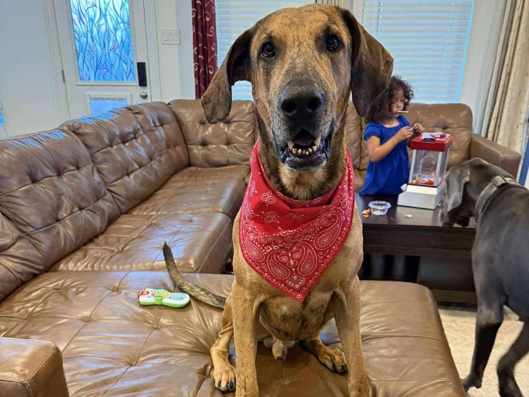 Ember, a Adoptable Great Dane in Granbury, TX image 1/6