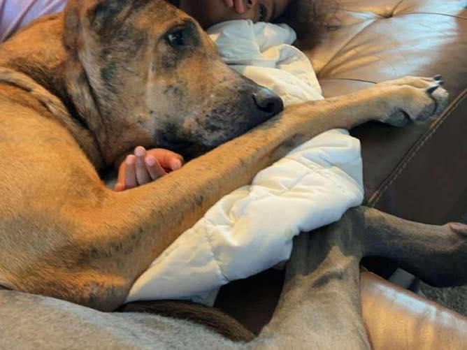 Ember, a Adoptable Great Dane in Granbury, TX image 6/6