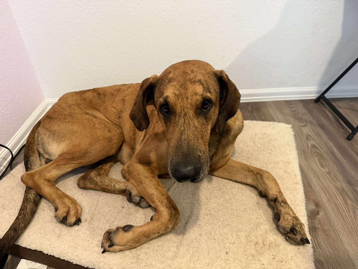 Ember, a Adoptable Great Dane in Granbury, TX image 2/6