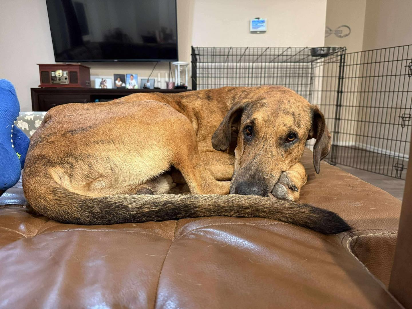 Ember, a Adoptable Great Dane in Granbury, TX image 4/6