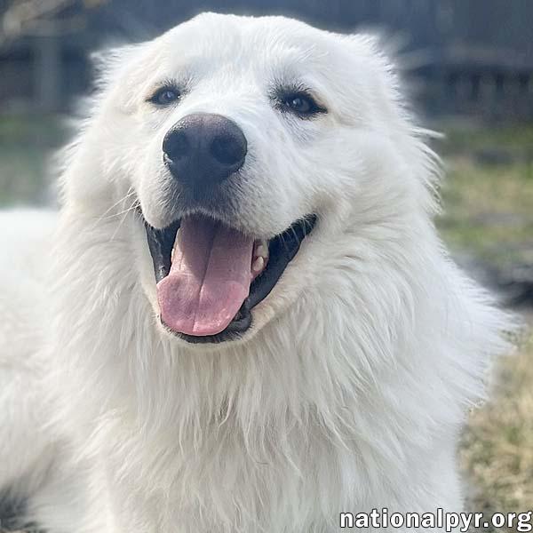 Shep in NJ - Affectionate & Charming Velcro Dog!