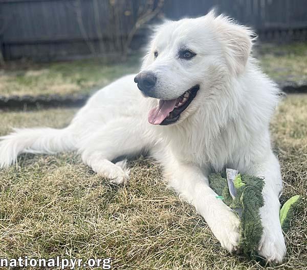 Shep in NJ - Affectionate & Charming Velcro Dog!